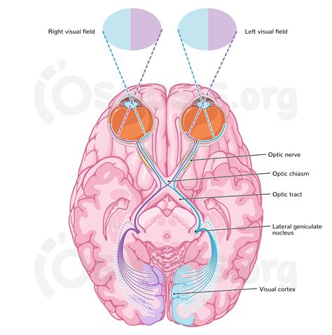 nervus opticus|Optic nerve (CN II): Anatomy, pathway and histology